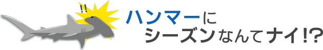 ハンマーにシーズンなんてナイ！？