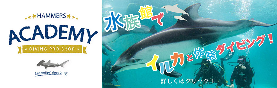 【未経験者大歓迎！】日本初・プールでカマイルカと泳ぐドルフィンダイビング！
