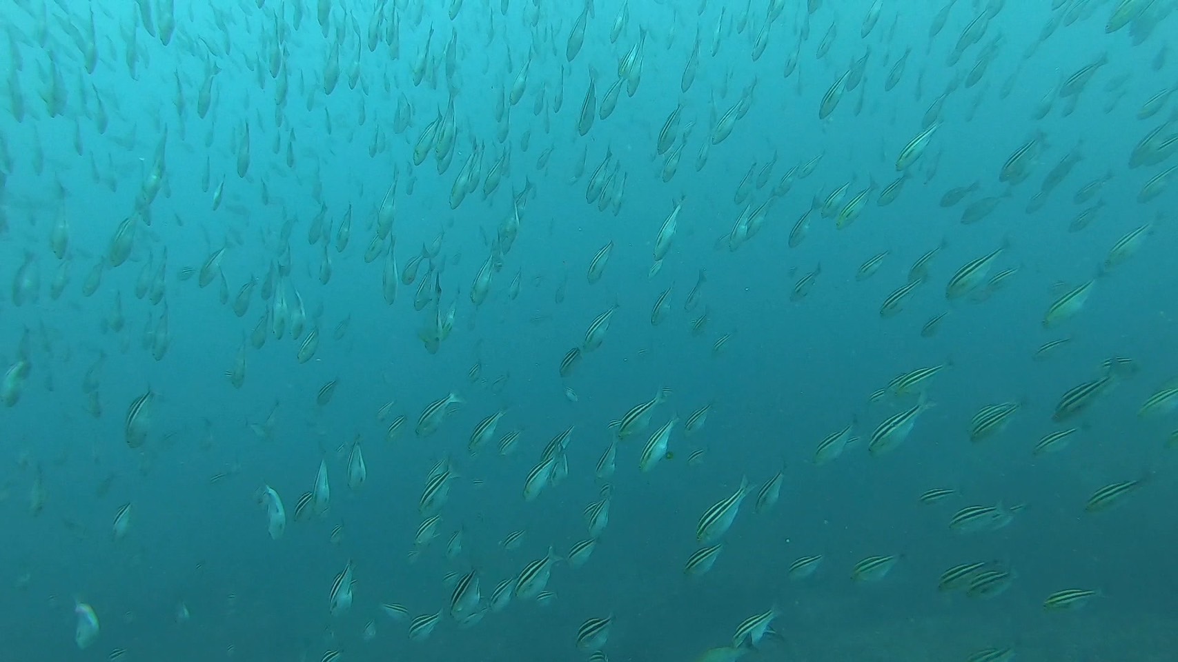 часы настенные "рыбалка". китовая акула. телескоп звездочет рыбка. Shark in the aquarium. Fish watching.