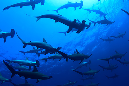 Hammerhead sharks