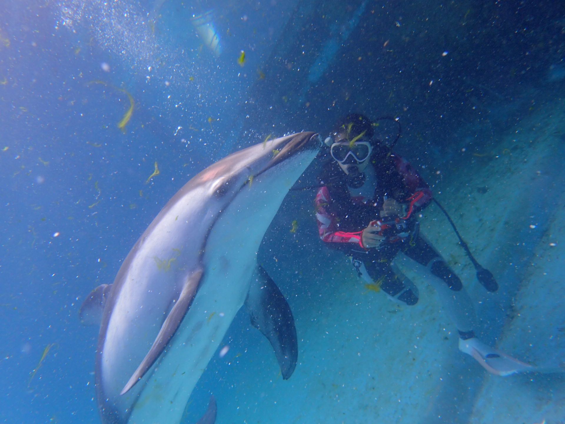 イルカの気分に翻弄された日でした～@下田海中水族館
