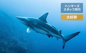 黒潮のトカラ列島チャータークルーズツアー2023